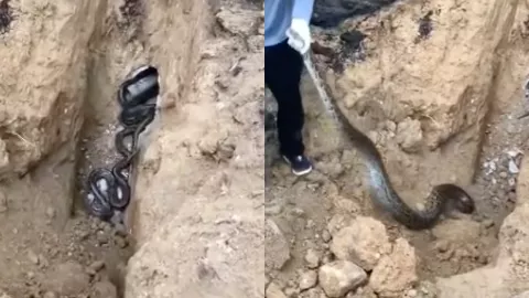 硬闯蛇王领地