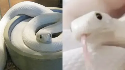 60岁老妇生蛇