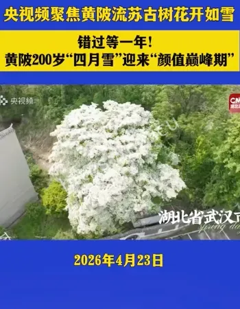 流苏树开花