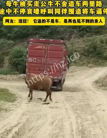 母牛被买走宰杀