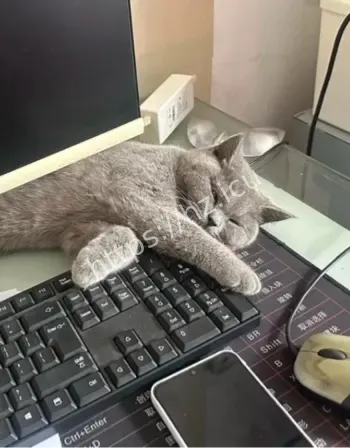 猫咪陪主人加班