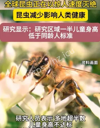 昆虫以惊人速度灭绝