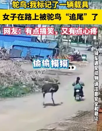 女子骑车被鸵鸟追