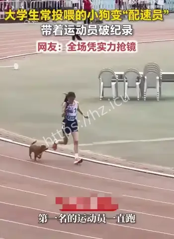 流浪狗冲进赛场