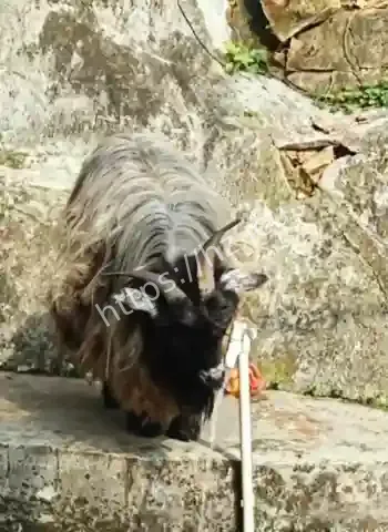 山羊自己开水龙头喝水