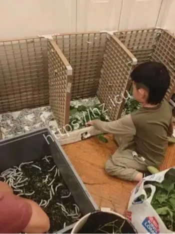 6岁男孩养蚕