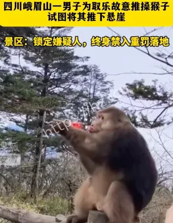 男子推峨眉山猴子