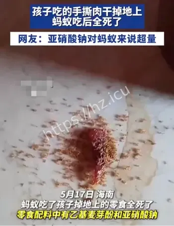 蚂蚁吃肉干死亡