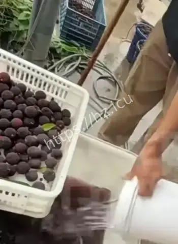 杨梅收购点毒浸泡