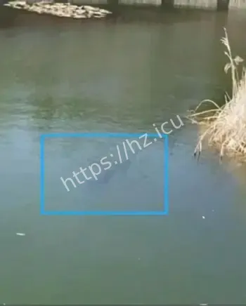 河道惊现巨型神秘黑影
