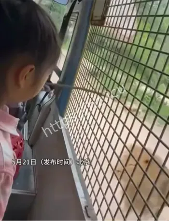 投喂狮子车门意外打开