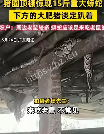 猪圈15斤大蟒蛇