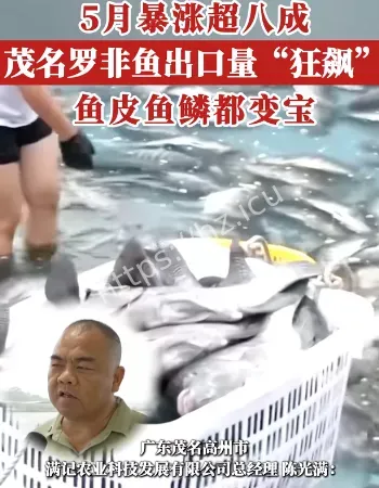 罗非鱼出口量狂飙