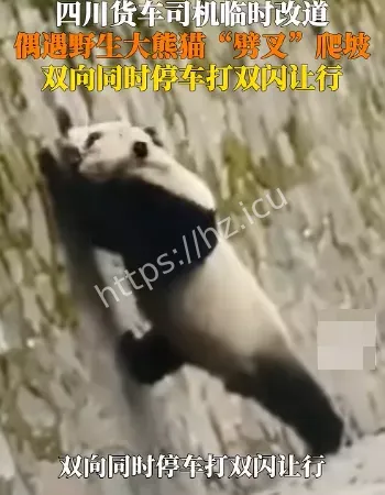 偶遇野生大熊猫