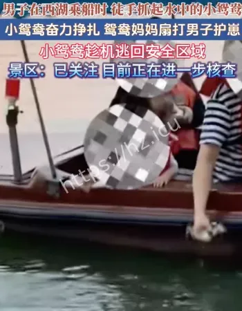 游客西湖捉小鸳鸯