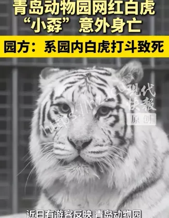 网红白虎小孬意外离世