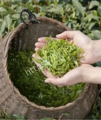 英国间谍窃取茶叶机密