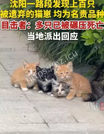 名贵猫崽被遗弃