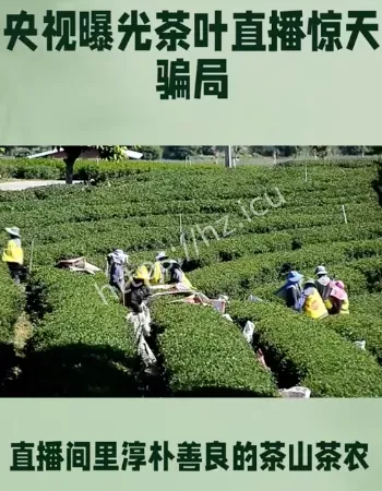 卖茶直播间骗局曝光