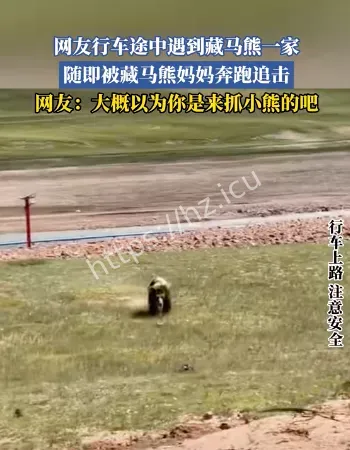 男子乘车被藏马熊追逐