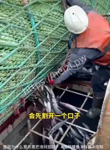 渔民为什么故意把渔网割破