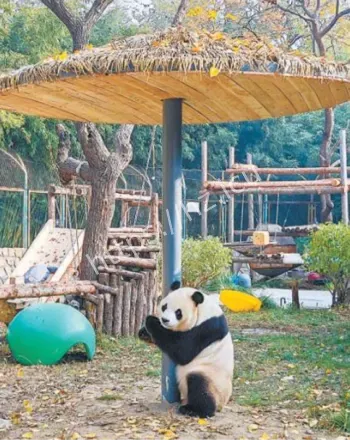 大熊猫萌兰新场馆