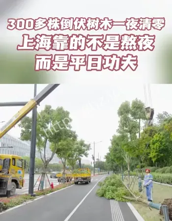 上海300多株倒伏树
