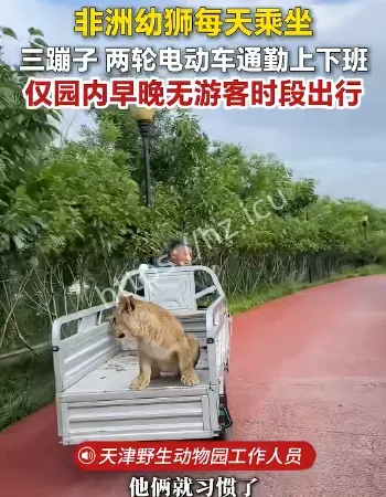 动物园非洲幼狮