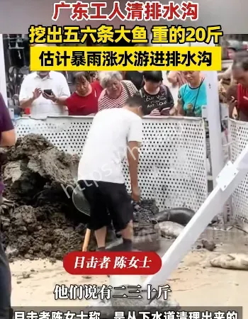 排水沟挖出大鱼